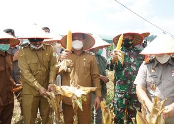 Aceh Besar Panen Bersama Jagung Pioneer di Lamteuba