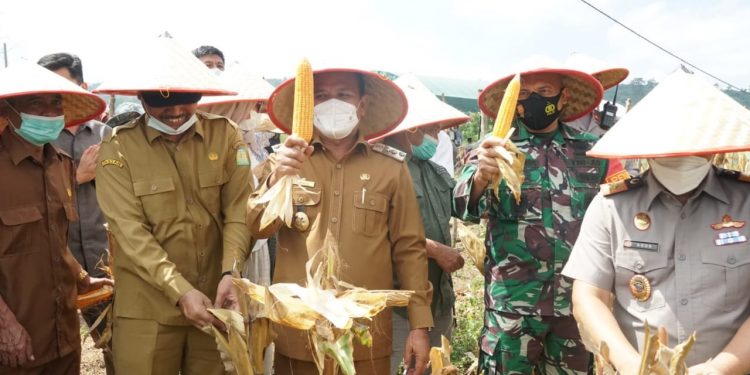 Aceh Besar Panen Bersama Jagung Pioneer di Lamteuba
