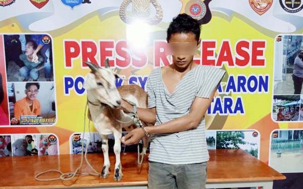 Seorang Pemuda Pencuri Kambing di Jalan Line Pipa diboyong ke Polsek oleh Warga