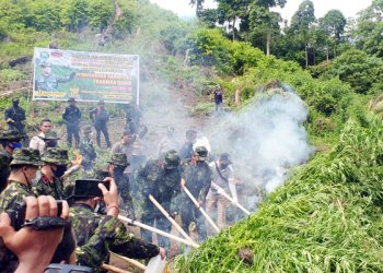 BNN RI Bersama Satpol PP dan WH Aceh, TNI dan Polri Musnahkan 5 Hektar Ganja Siap Panen di Lamtuba Aceh Besar