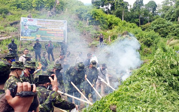 BNN RI Bersama Satpol PP dan WH Aceh, TNI dan Polri Musnahkan 5 Hektar Ganja Siap Panen di Lamtuba Aceh Besar