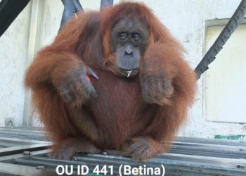 Sepasang Orang Utan Dilepaskan di Cakar Alam Jantho