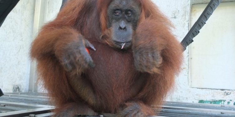 Sepasang Orang Utan Dilepaskan di Cakar Alam Jantho
