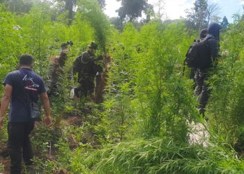 Tangkap 4 Pengedar, Bareskrim Bakar 7 Hektare Ladang Ganja Siap Panen di Aceh