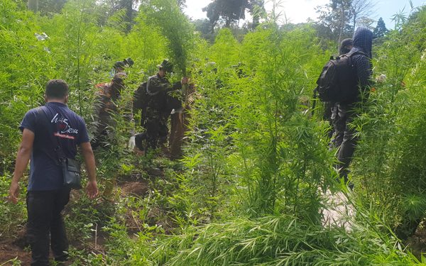 Tangkap 4 Pengedar, Bareskrim Bakar 7 Hektare Ladang Ganja Siap Panen di Aceh