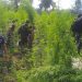 Tangkap 4 Pengedar, Bareskrim Bakar 7 Hektare Ladang Ganja Siap Panen di Aceh