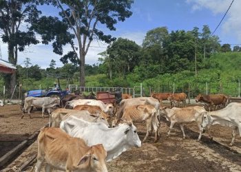 Polda Aceh Tetapkan 9 Tersangka Terkait Kasus Sapi Kurus di Saree