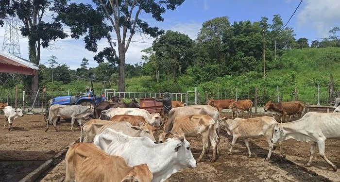 Polda Aceh Tetapkan 9 Tersangka Terkait Kasus Sapi Kurus di Saree