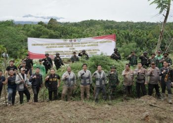 Polisi Musnahkan 40.3 Ton Ganja Siap Panen di Aceh Utara