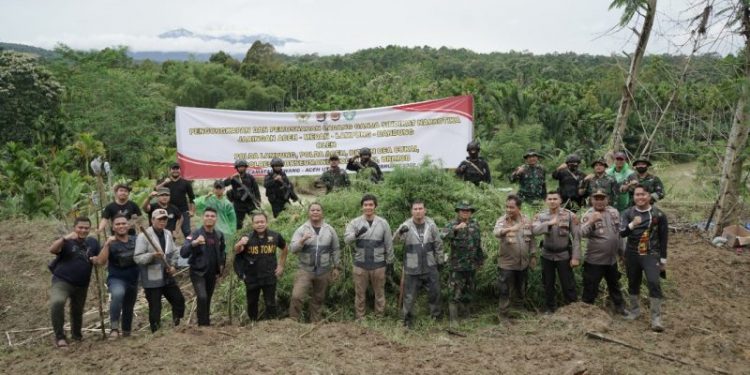 Polisi Musnahkan 40.3 Ton Ganja Siap Panen di Aceh Utara