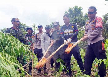 Tim Gabungan Musnahkan 6,5 Ton Ganja Siap Panen di Aceh Besar