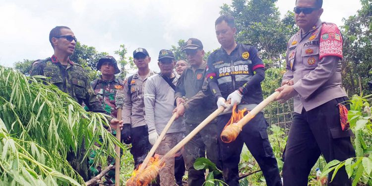 Tim Gabungan Musnahkan 6,5 Ton Ganja Siap Panen di Aceh Besar