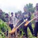 Tim Gabungan Musnahkan 6,5 Ton Ganja Siap Panen di Aceh Besar