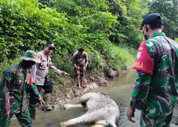 Seekor Gajah Mati di Hutan Aceh Timur