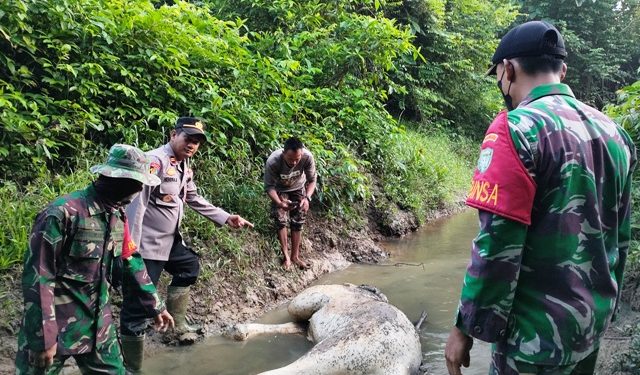 Seekor Gajah Mati di Hutan Aceh Timur