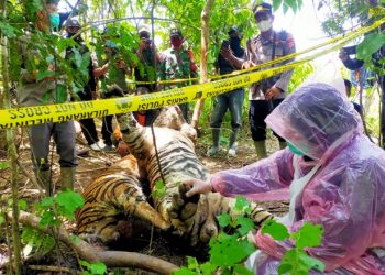 Usut Kematian Tiga Harimau, Polres Aceh Timur Bersama BKSDA Lakukan Olah TKP dan Nekropsi