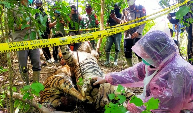 Usut Kematian Tiga Harimau, Polres Aceh Timur Bersama BKSDA Lakukan Olah TKP dan Nekropsi