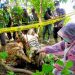 Usut Kematian Tiga Harimau, Polres Aceh Timur Bersama BKSDA Lakukan Olah TKP dan Nekropsi