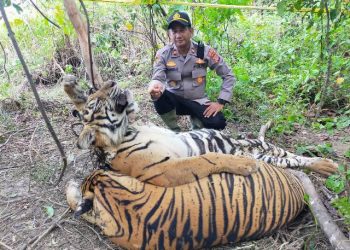 Diduga Kena Jerat Babi, Dua Ekor Harimau Sumatra Mati di Aceh Timur