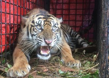 KLHK Amankan Harimau Sumatra Pemangsa Ternak di Aceh
