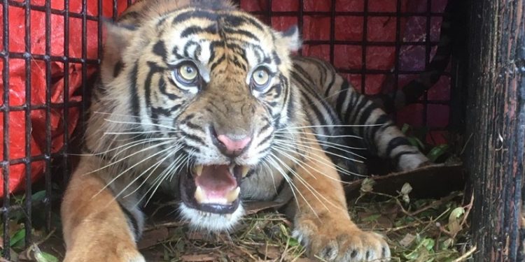 KLHK Amankan Harimau Sumatra Pemangsa Ternak di Aceh