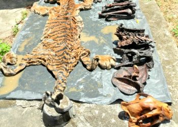 Tersangka Kasus Penjualan Kulit Harimau Aceh Diancam Penjara 5 Tahun Dan Denda 100 Juta Rupiah