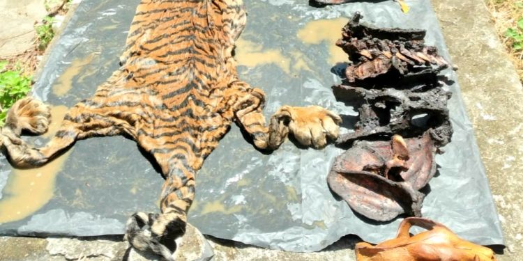 Tersangka Kasus Penjualan Kulit Harimau Aceh Diancam Penjara 5 Tahun Dan Denda 100 Juta Rupiah