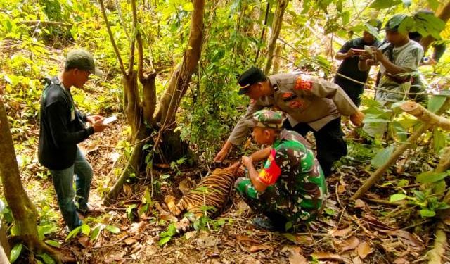 Polres Aceh Timur Selidiki Kematian Anak Harimau di Peunaron