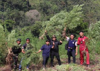 Personel Gabungan Musnahkan 40 Hektar Ladang Ganja di Nagan Raya