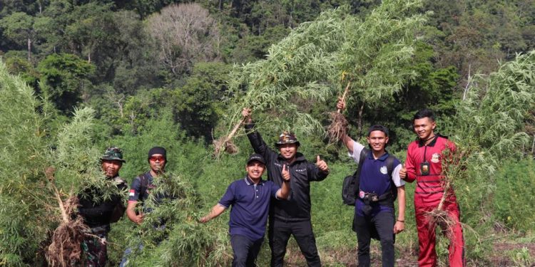 Personel Gabungan Musnahkan 40 Hektar Ladang Ganja di Nagan Raya