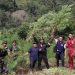 Personel Gabungan Musnahkan 40 Hektar Ladang Ganja di Nagan Raya