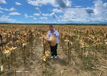 Penguatan Ketahanan Pangan dengan Smart Farming dan Agritech