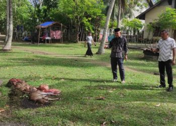 Sindikat Pencurian Ternak Beraksi di Darul Kamal, Tiga Ekor Lembu Diracun