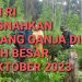 BNN RI Musnakan Ladang Ganja di Aceh Besar