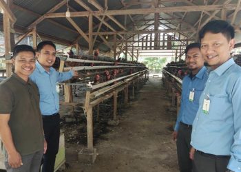 UMKM Tangguh Bank Aceh, Jurus Maulidi Menjaga Pasokan Telur di Aceh