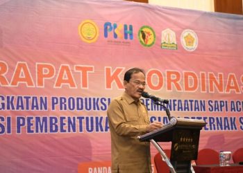 Pulau Aceh dan Pulau Raya Ditetapkan Sebagai Lokasi Pengembangan Sapi Aceh