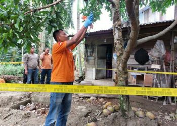 Penambang Emas di Aceh Selatan Gantung Diri Di Pohon Mangga
