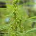 BNN RI Musnahkan Puluhan Ribu Batang Ganja di Aceh Besar