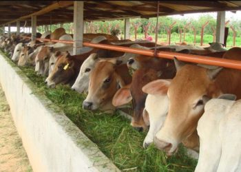 20.000 Sapi Siap Penuhi Kebutuhan Daging Meugang di Aceh