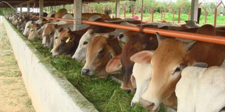 20.000 Sapi Siap Penuhi Kebutuhan Daging Meugang di Aceh