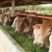 20.000 Sapi Siap Penuhi Kebutuhan Daging Meugang di Aceh