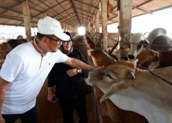 Praktik Baik di Peternakan Terintegrasi Balaraja: Sholawat Diperdengarkan di Kandang Sapi