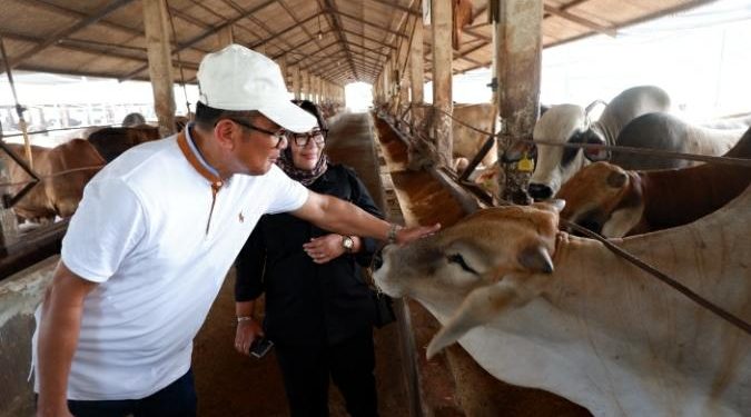 Praktik Baik di Peternakan Terintegrasi Balaraja: Sholawat Diperdengarkan di Kandang Sapi
