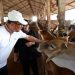 Praktik Baik di Peternakan Terintegrasi Balaraja: Sholawat Diperdengarkan di Kandang Sapi