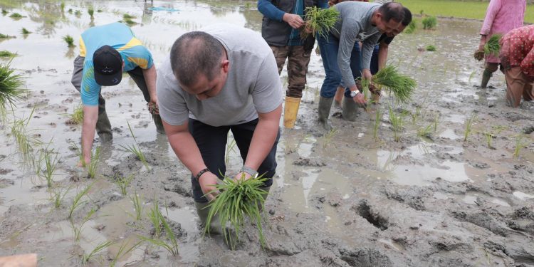 Tekan Inflasi di Aceh Besar: Pj Bupati Bersama Danlanud SIM Tanam Padi Bersama