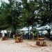 Melepas Penat dengan Berkunjung ke Pantai Ulee Rubek, Objek Wisata Alam di Aceh Utara yang Dihiasi Pohon Pinus