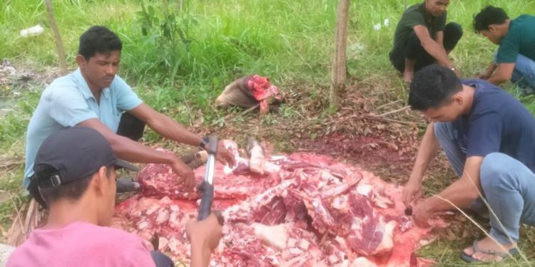 RSUD Aceh Besar Sembelih 1 Ekor Sapi dan Dua Kambing  Kurban pada Hari Raya Idul Adha 1445 H