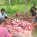 RSUD Aceh Besar Sembelih 1 Ekor Sapi dan Dua Kambing  Kurban pada Hari Raya Idul Adha 1445 H