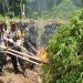 BNN RI Kembali Musnahkan Ladang G4nj4 di Aceh Besar