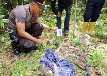 Warga Darul Kamal Temukan Tengkorak dan Kerangka Manusia, Korban Hilang 56 Hari Lalu